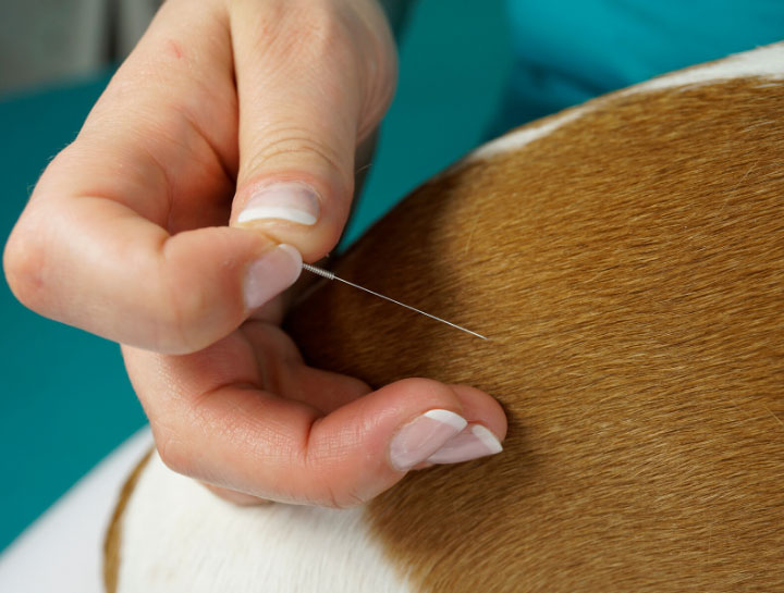 Acupuncture for Pets in Gig Harbor